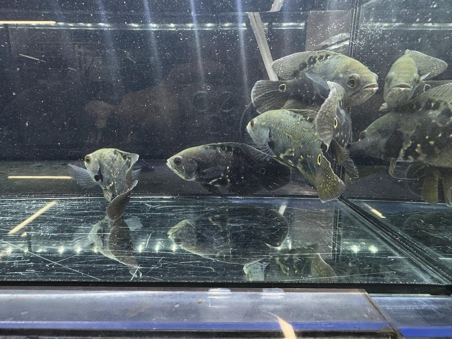 aquastyleg.base.shop/items/120...