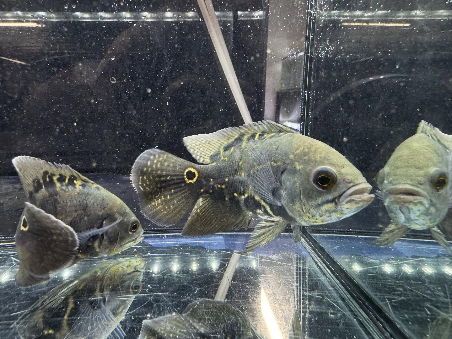 aquastyleg.base.shop/items/120...