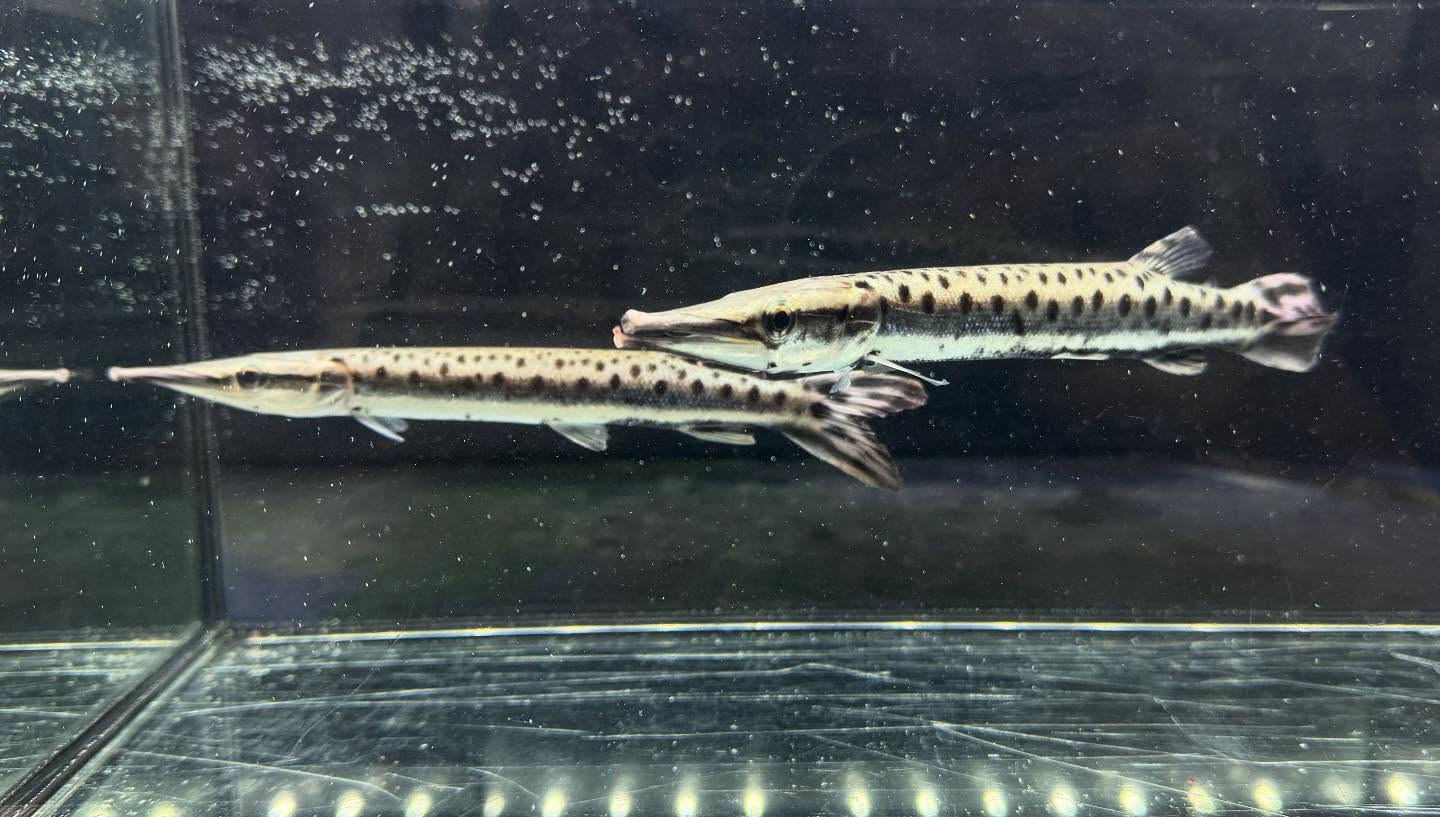 aquastyleg.base.shop/items/120...