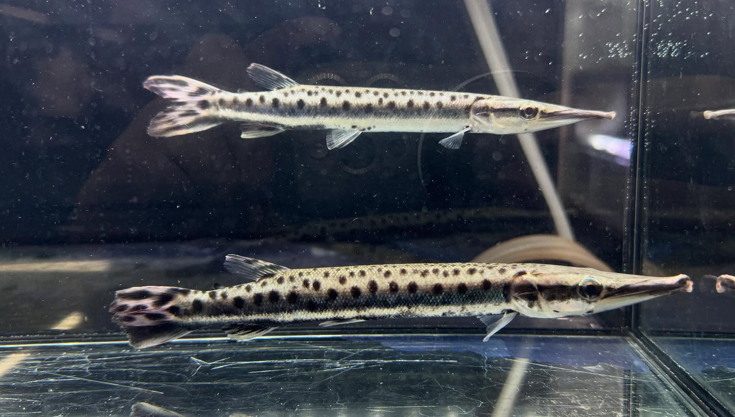 aquastyleg.base.shop/items/120...