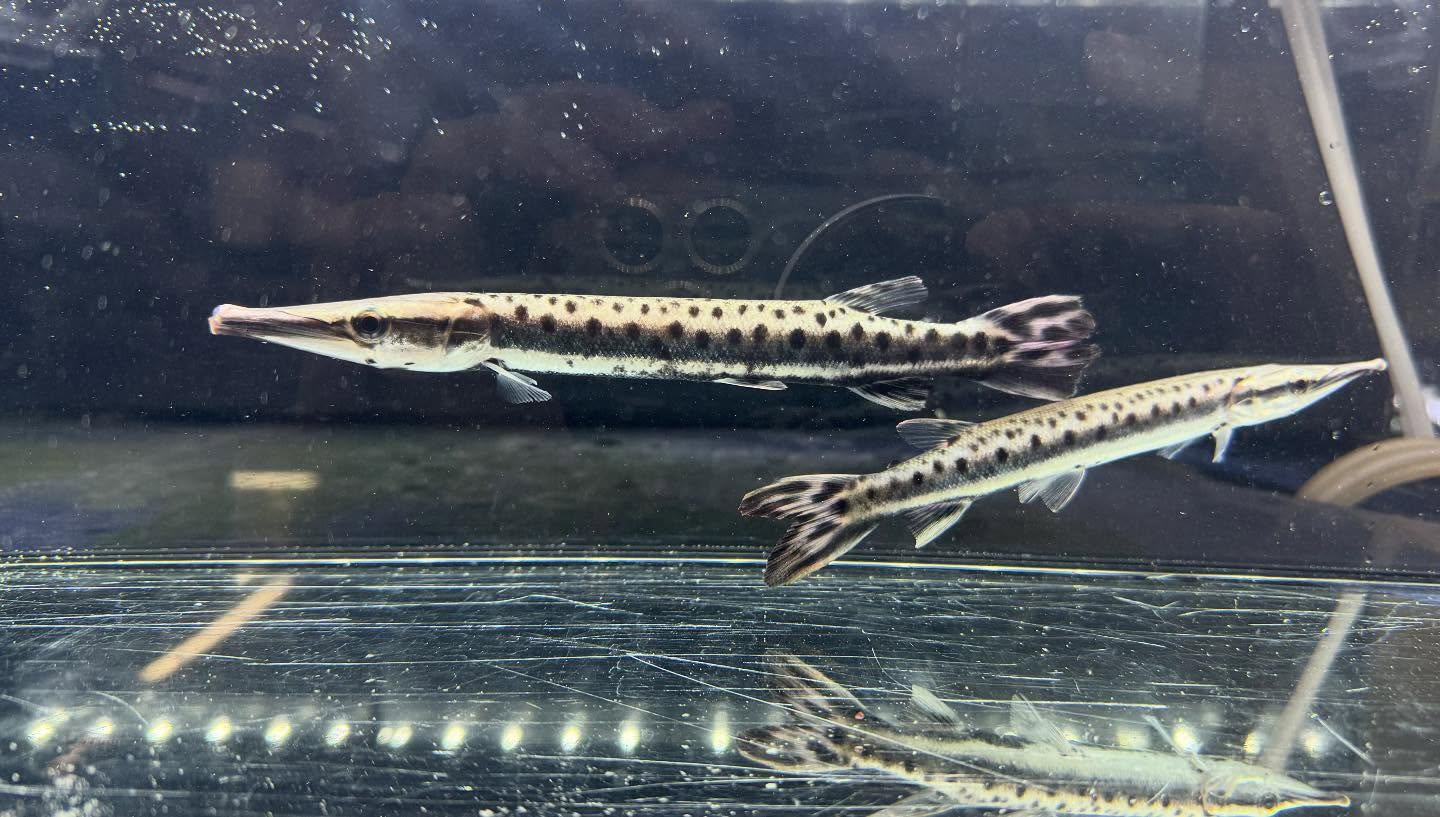 aquastyleg.base.shop/items/120...