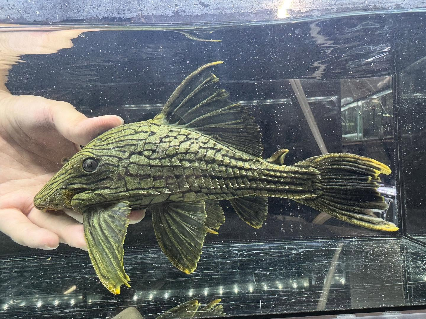 グリーンロイヤルプレコ 25cm コロンビア産