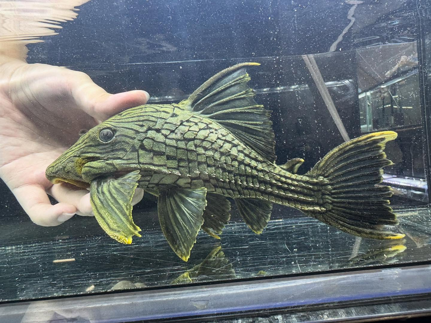 aquastyleg.base.shop/items/120...