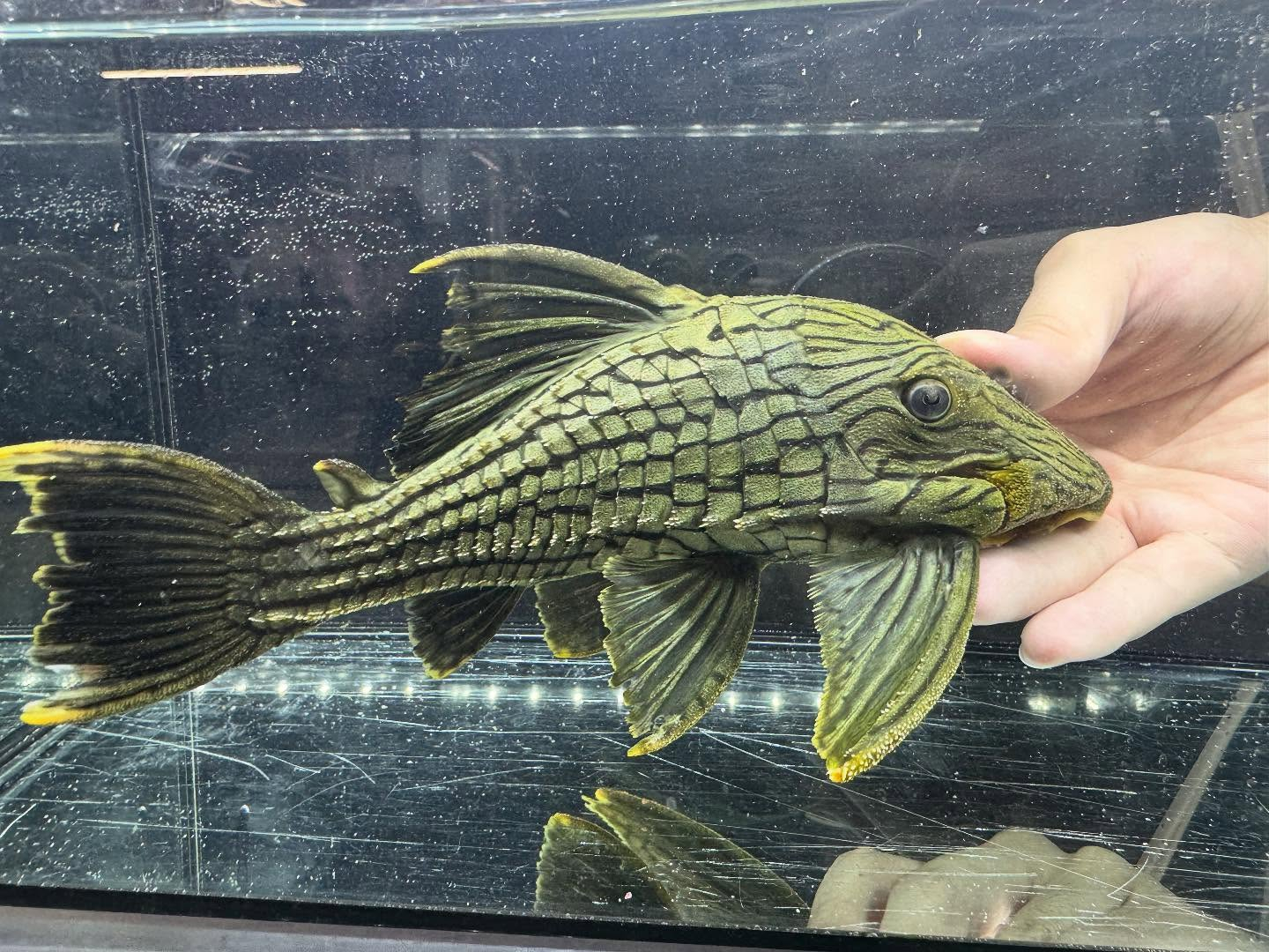 aquastyleg.base.shop/items/120...