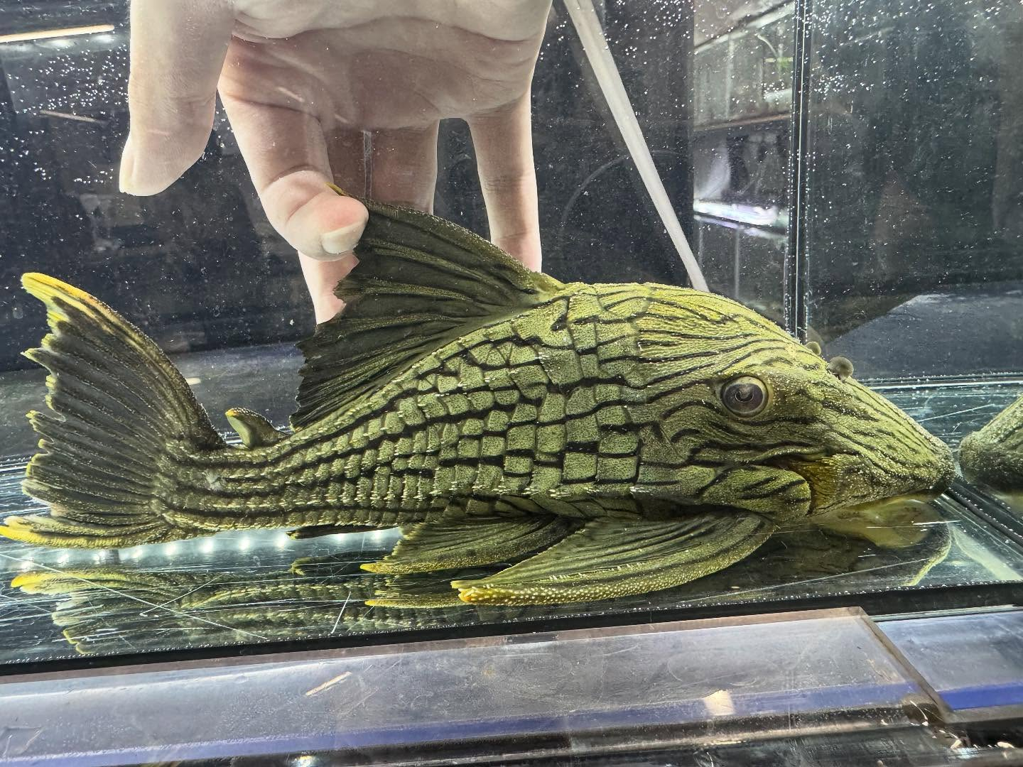 aquastyleg.base.shop/items/120...