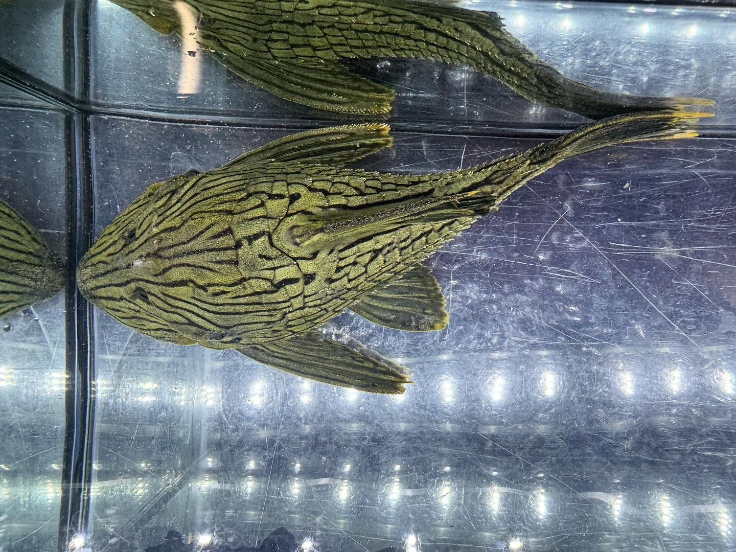 aquastyleg.base.shop/items/120...