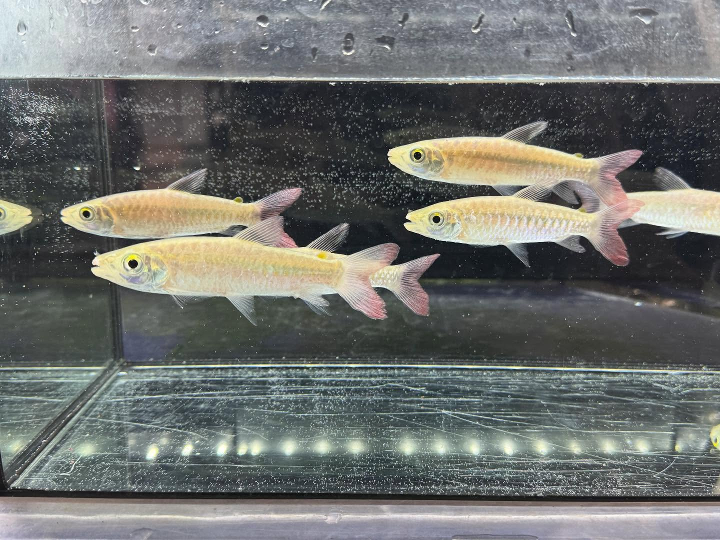 aquastyleg.base.shop/items/120...