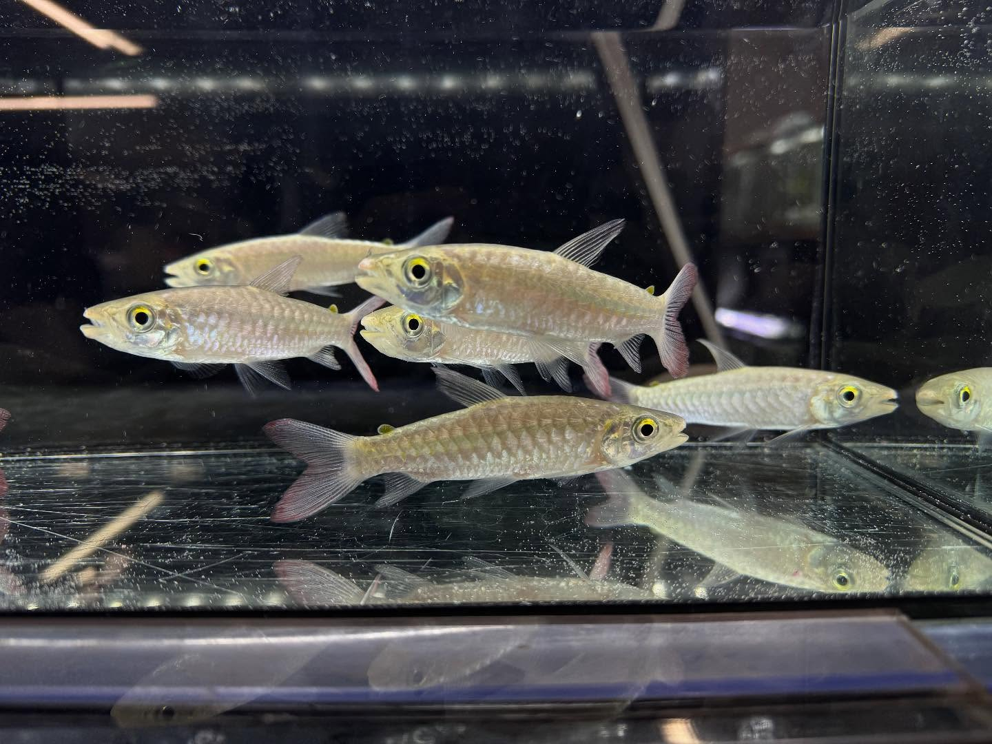 aquastyleg.base.shop/items/120...