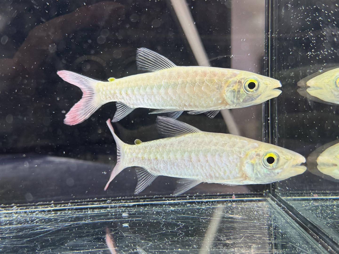 aquastyleg.base.shop/items/120...