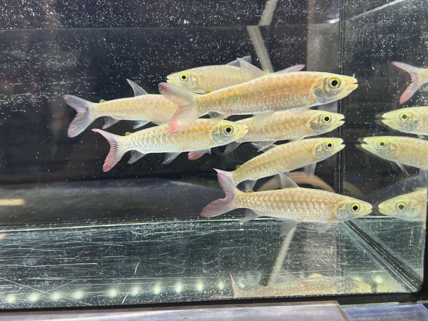 aquastyleg.base.shop/items/120...