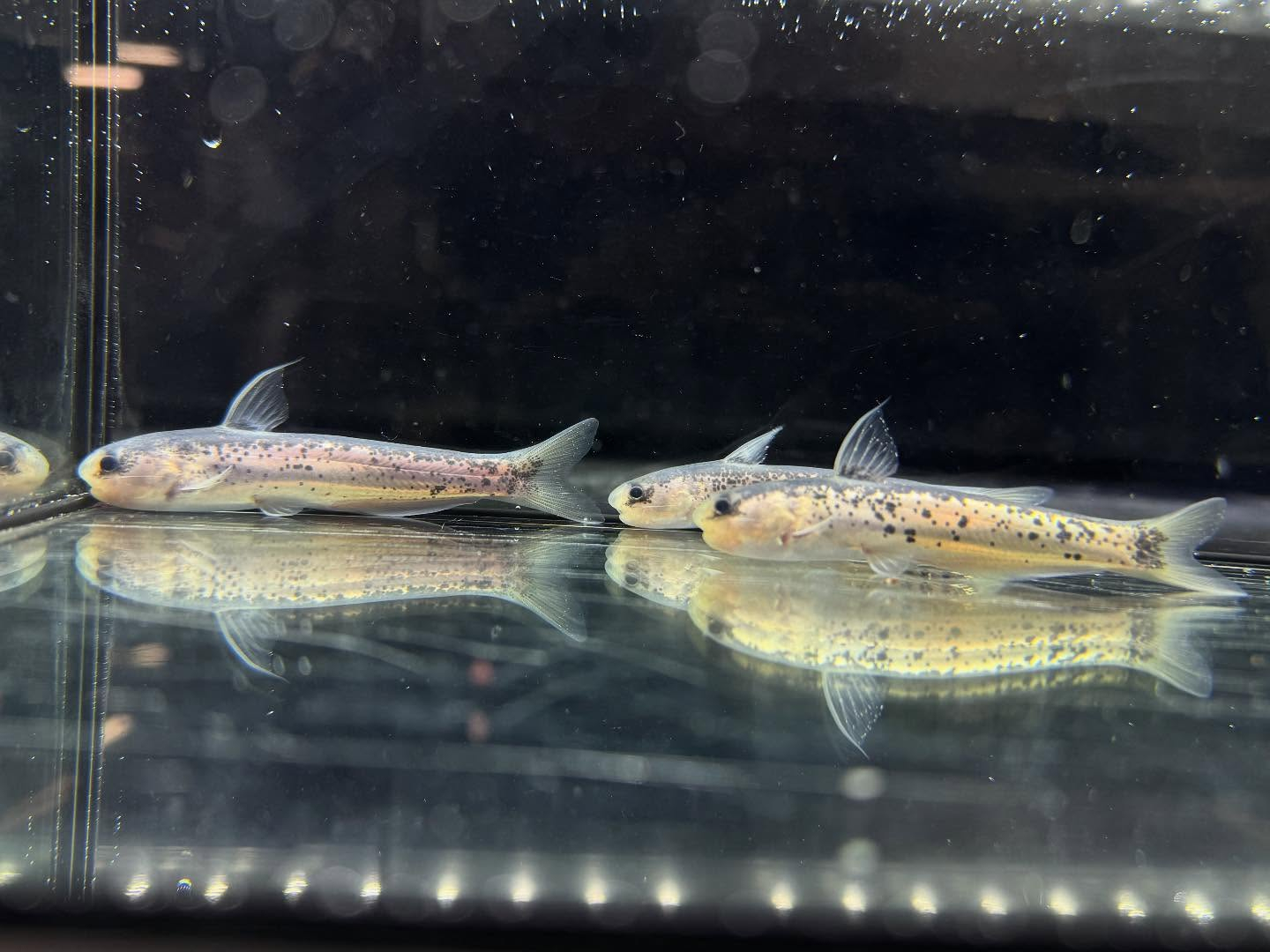 aquastyleg.base.shop/items/120...