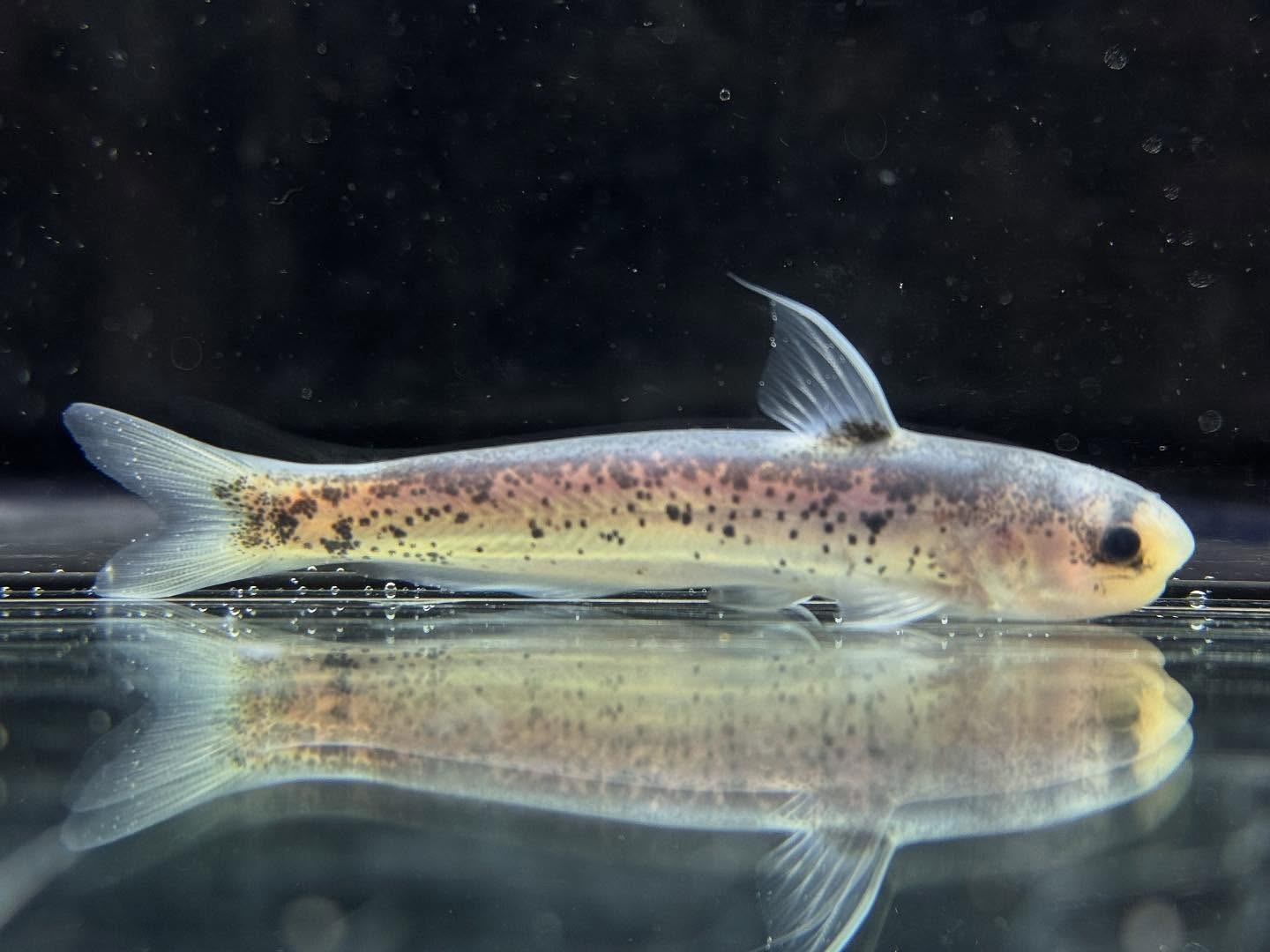 aquastyleg.base.shop/items/120...