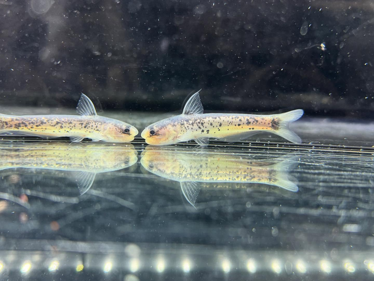 aquastyleg.base.shop/items/120...