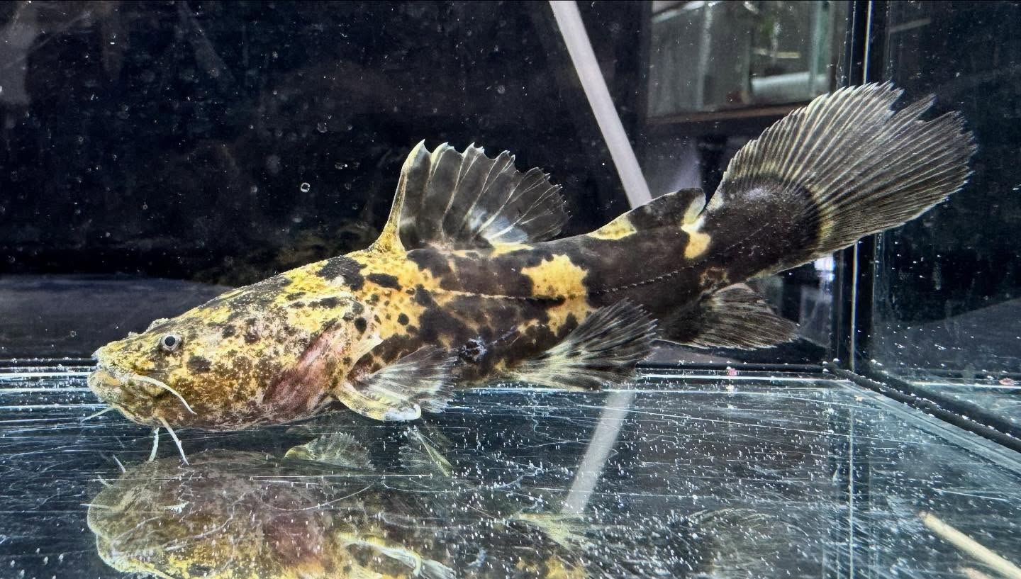 aquastyleg.base.shop/items/120...