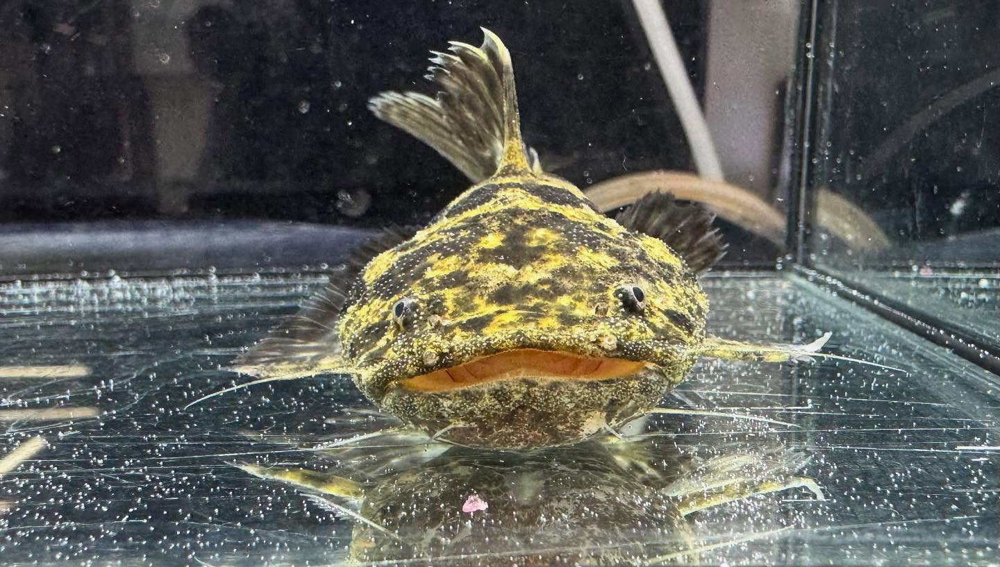 aquastyleg.base.shop/items/120...