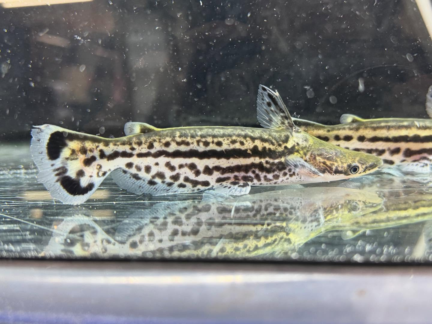 aquastyleg.base.shop/items/120...