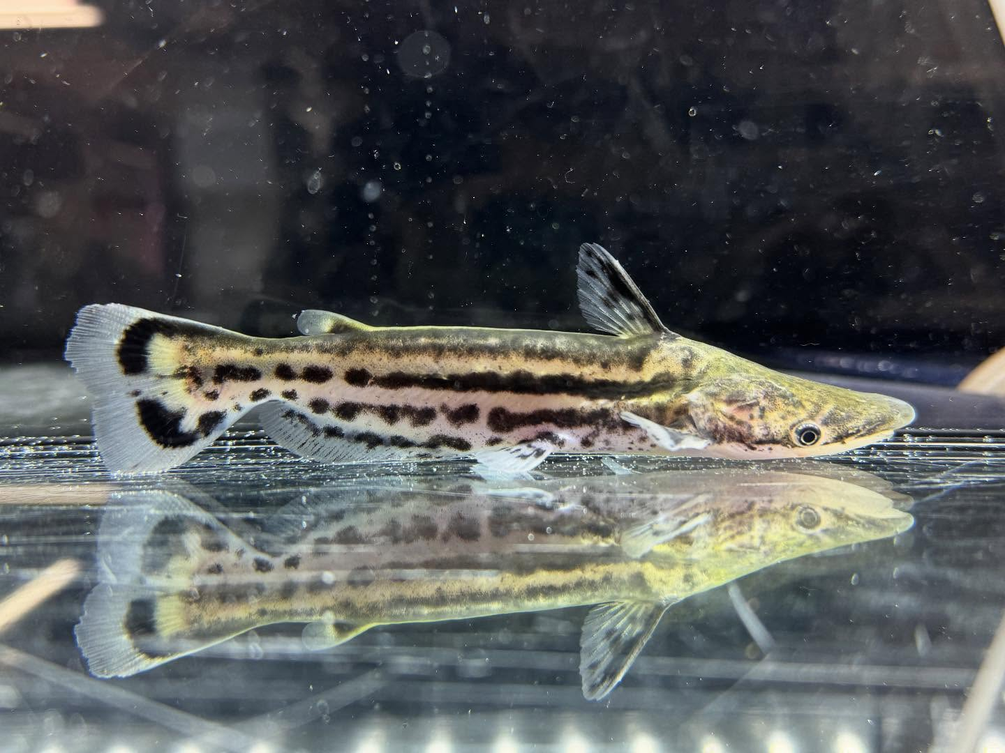 aquastyleg.base.shop/items/120...