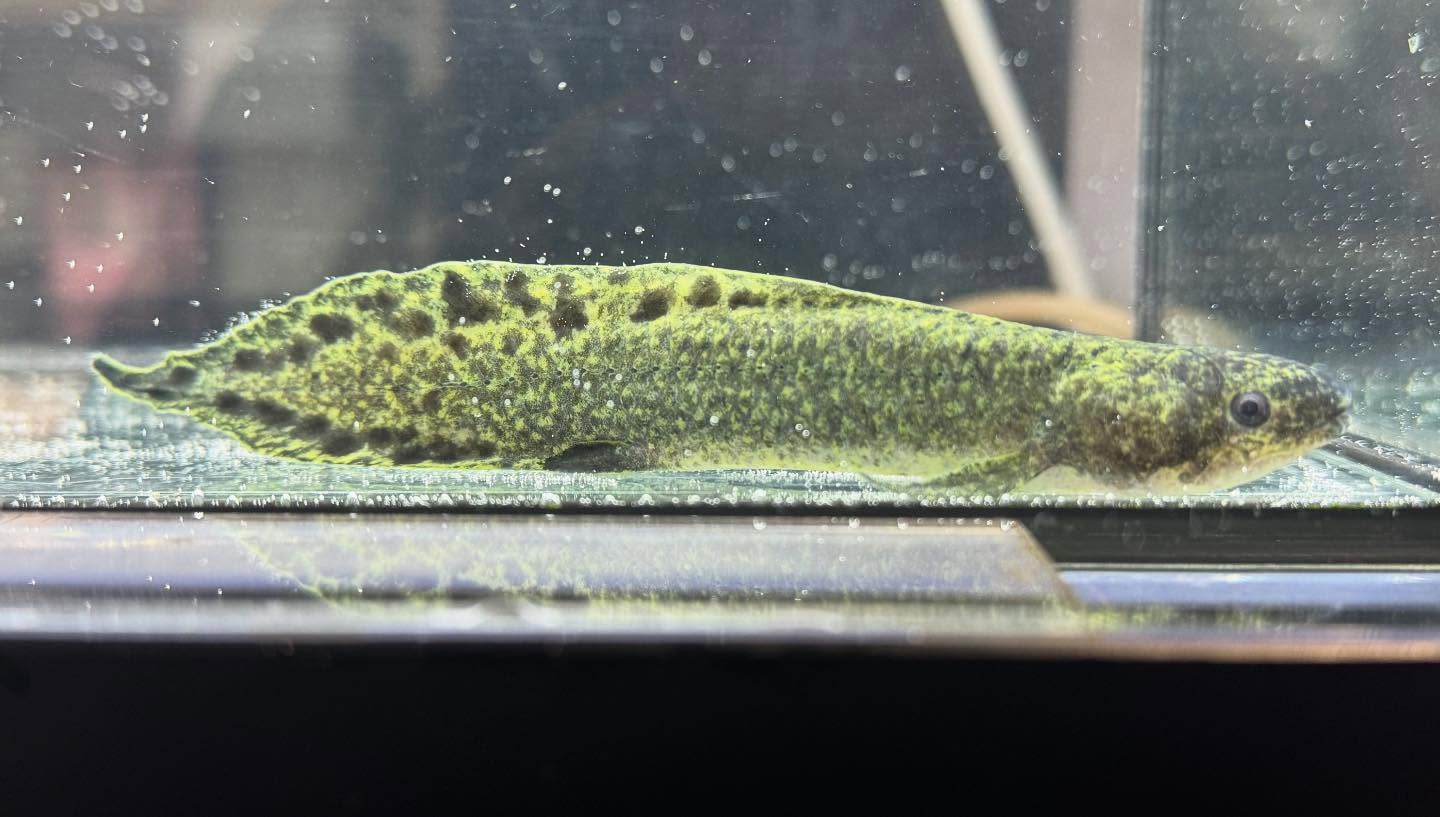 aquastyleg.base.shop/items/120...