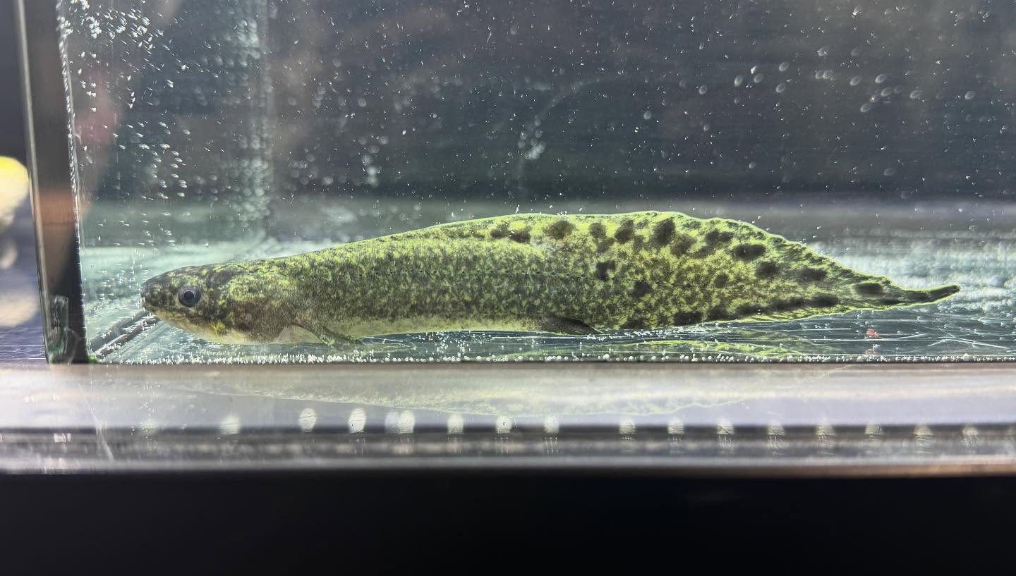 aquastyleg.base.shop/items/120...