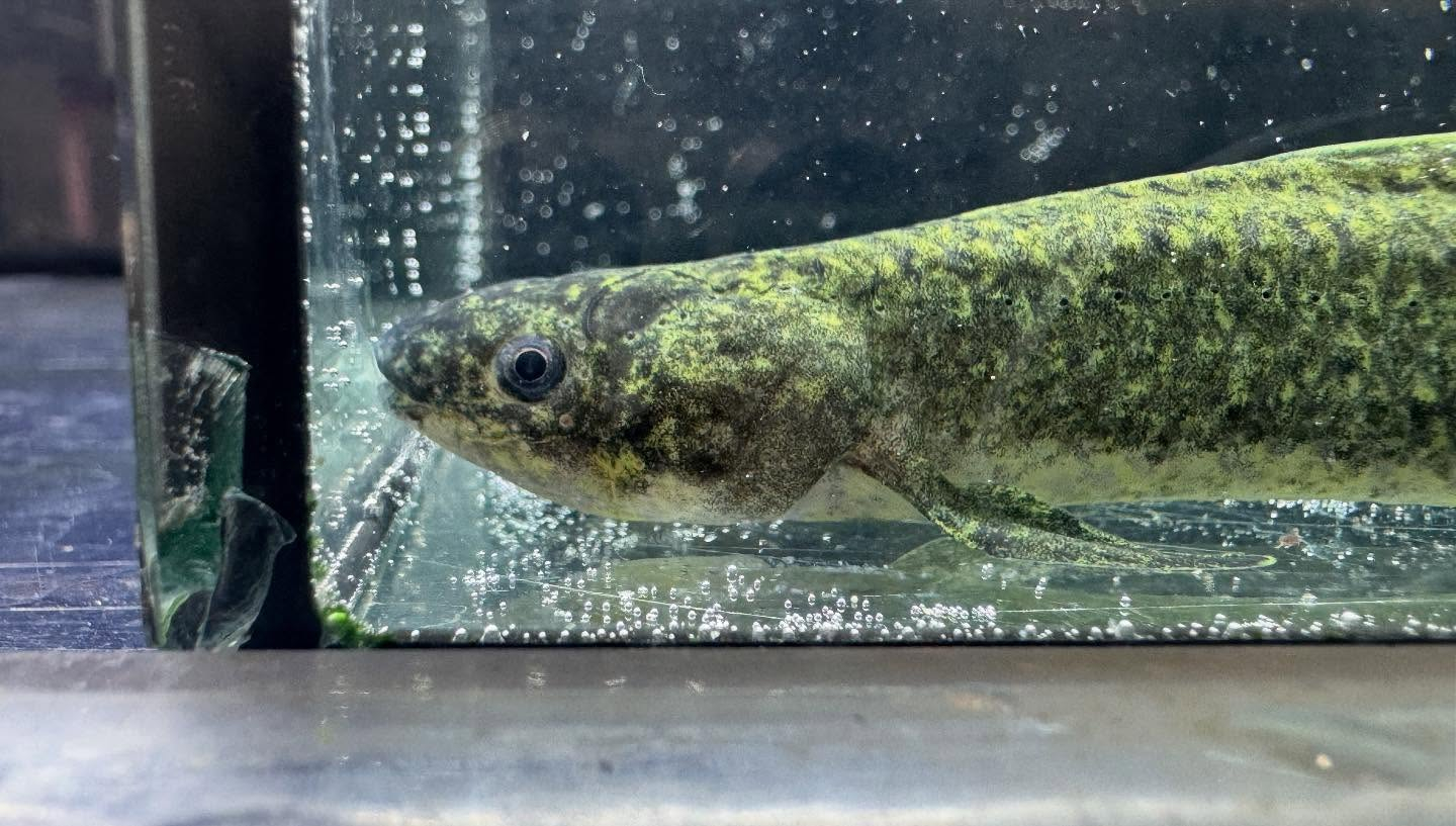 aquastyleg.base.shop/items/120...