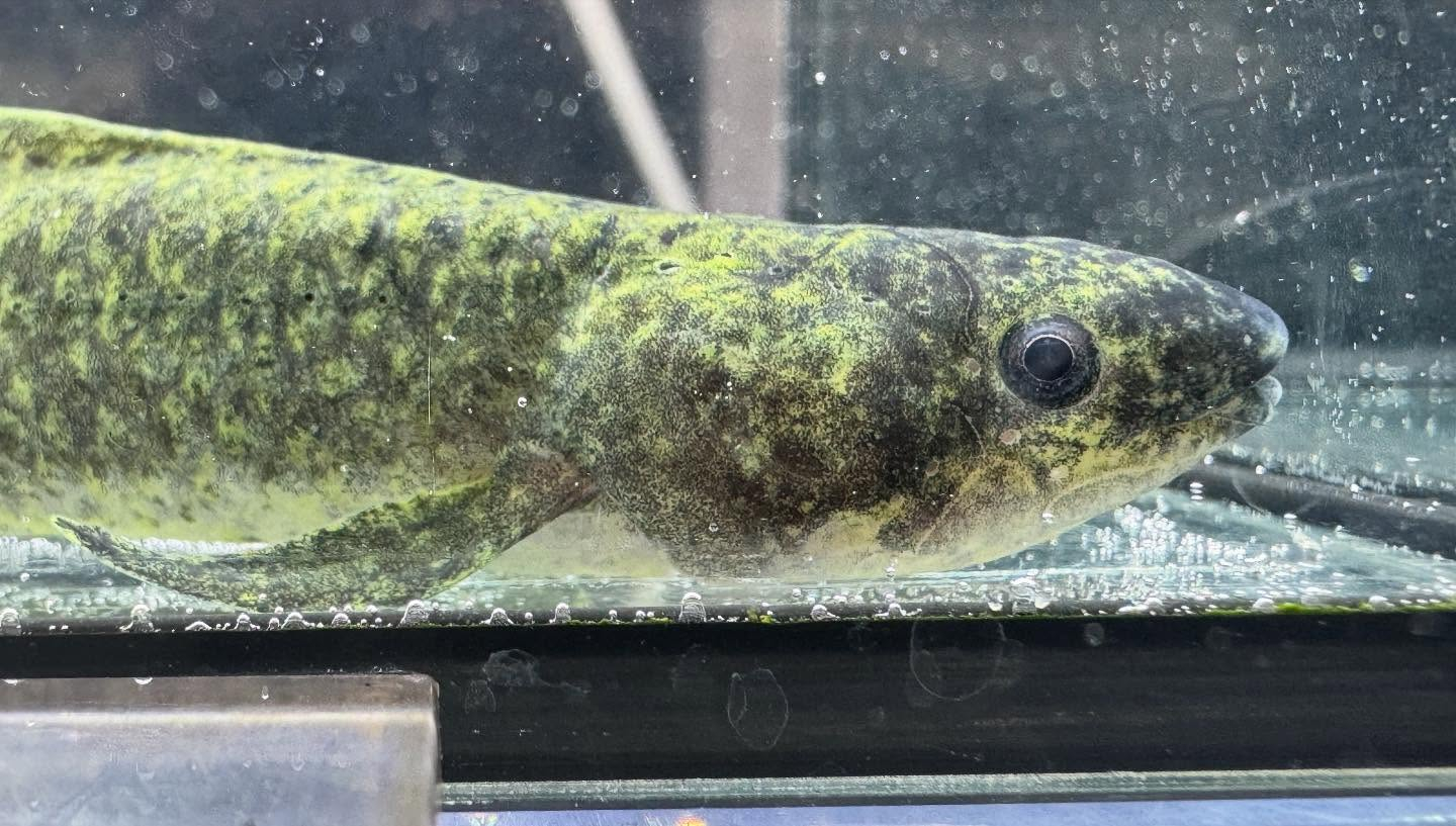 aquastyleg.base.shop/items/120...