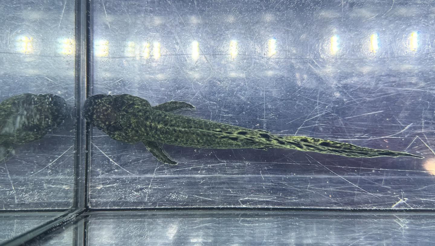 aquastyleg.base.shop/items/120...