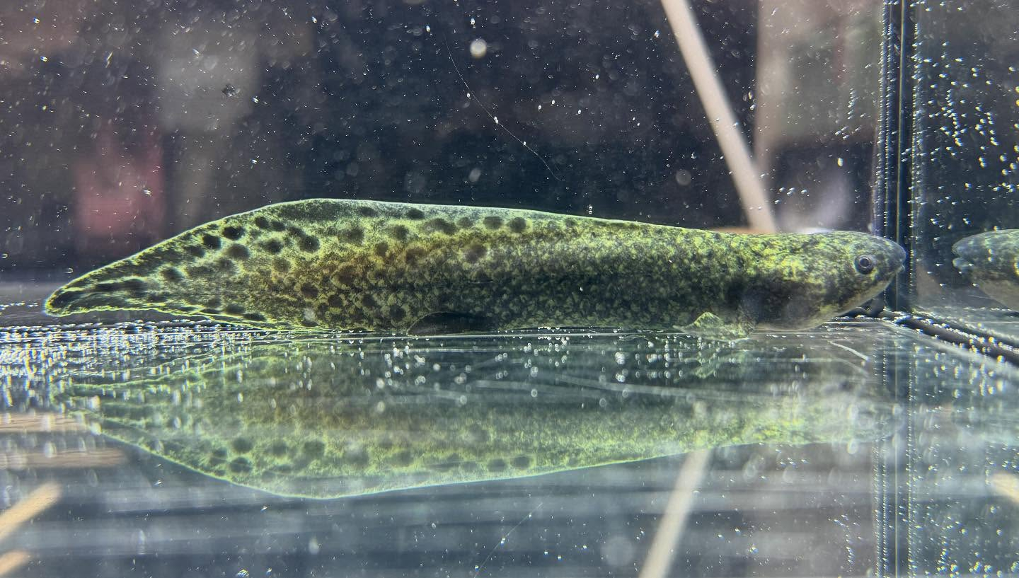 aquastyleg.base.shop/items/120...