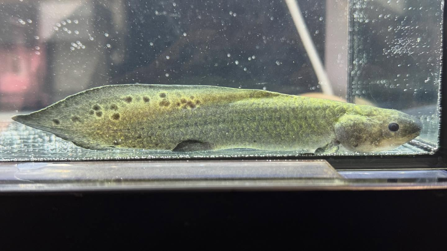 aquastyleg.base.shop/items/120...