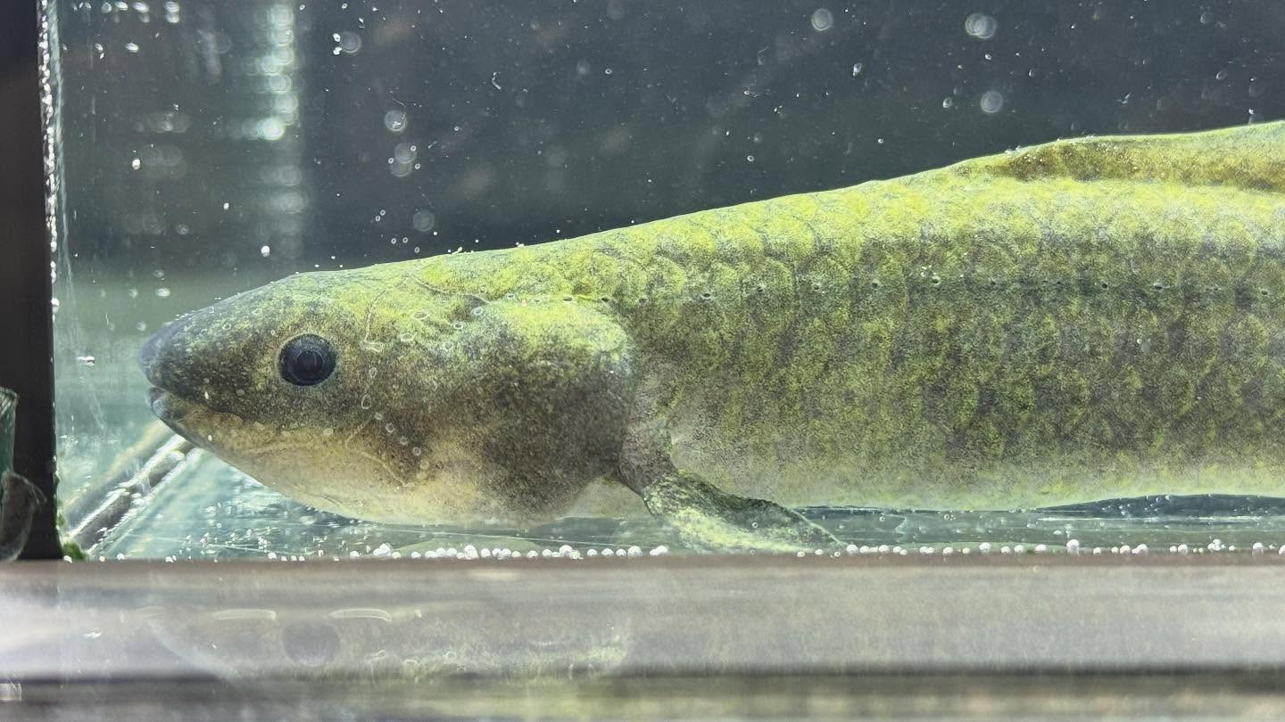 aquastyleg.base.shop/items/120...