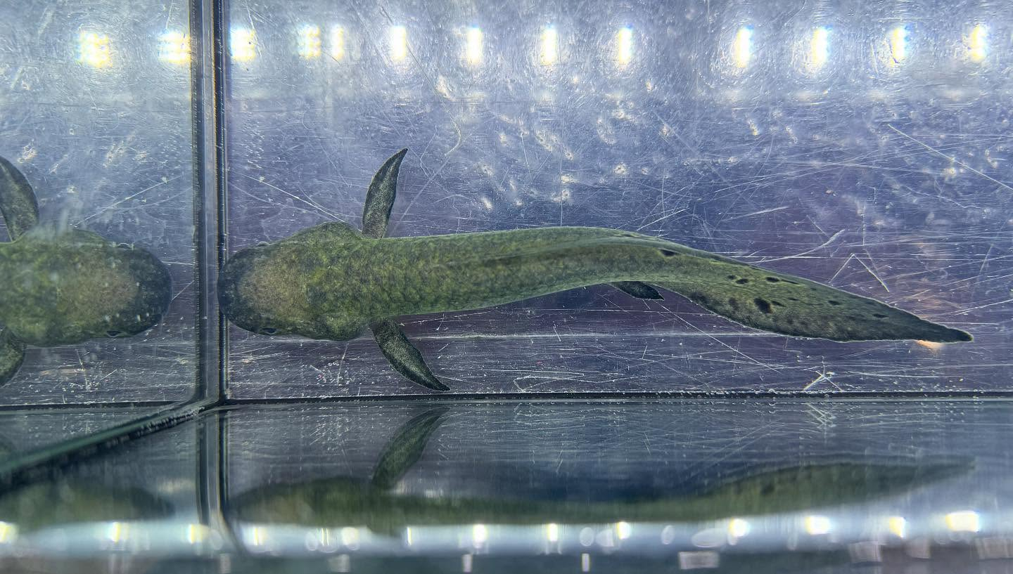 aquastyleg.base.shop/items/120...