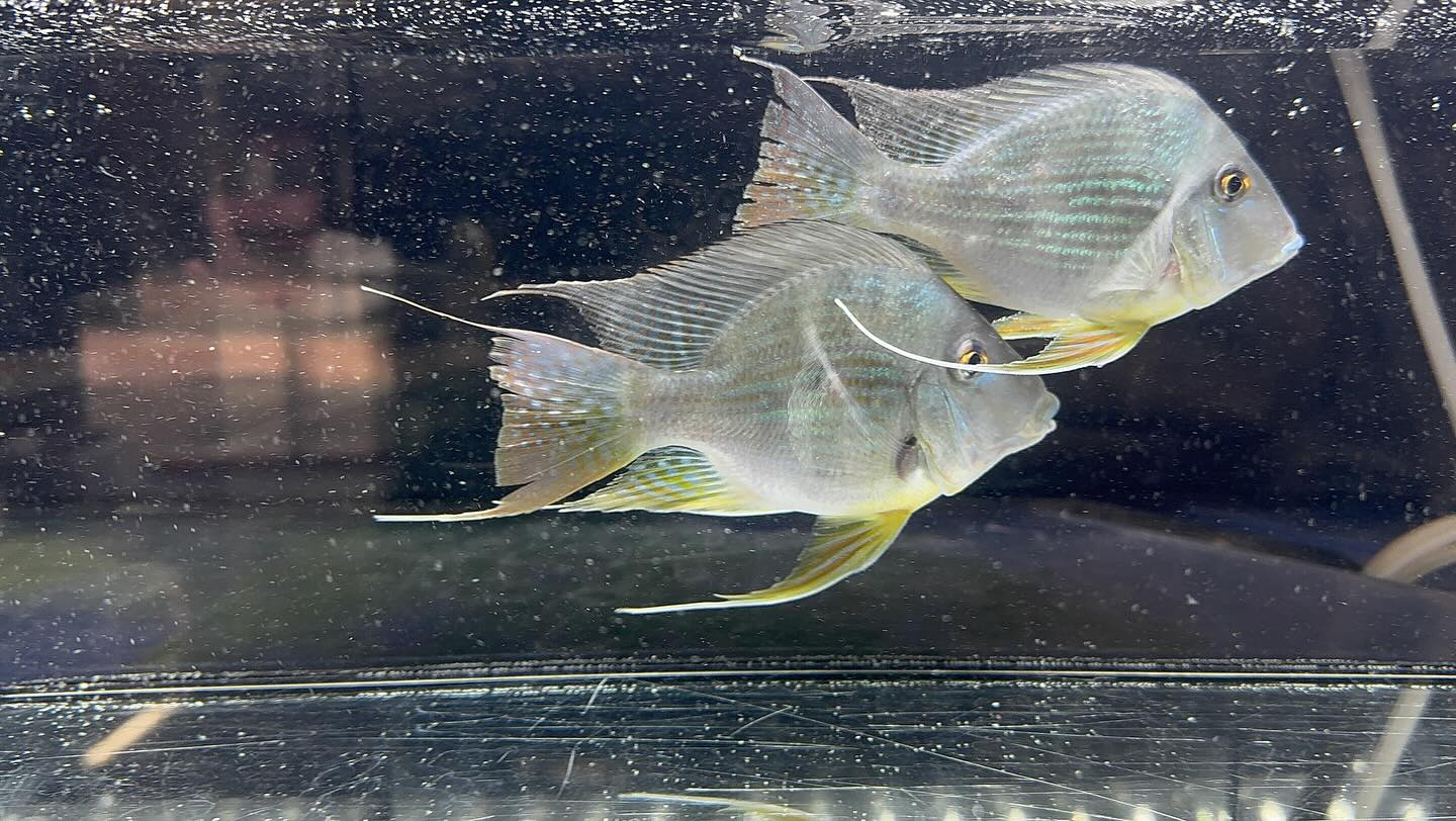 aquastyleg.base.shop/items/120...