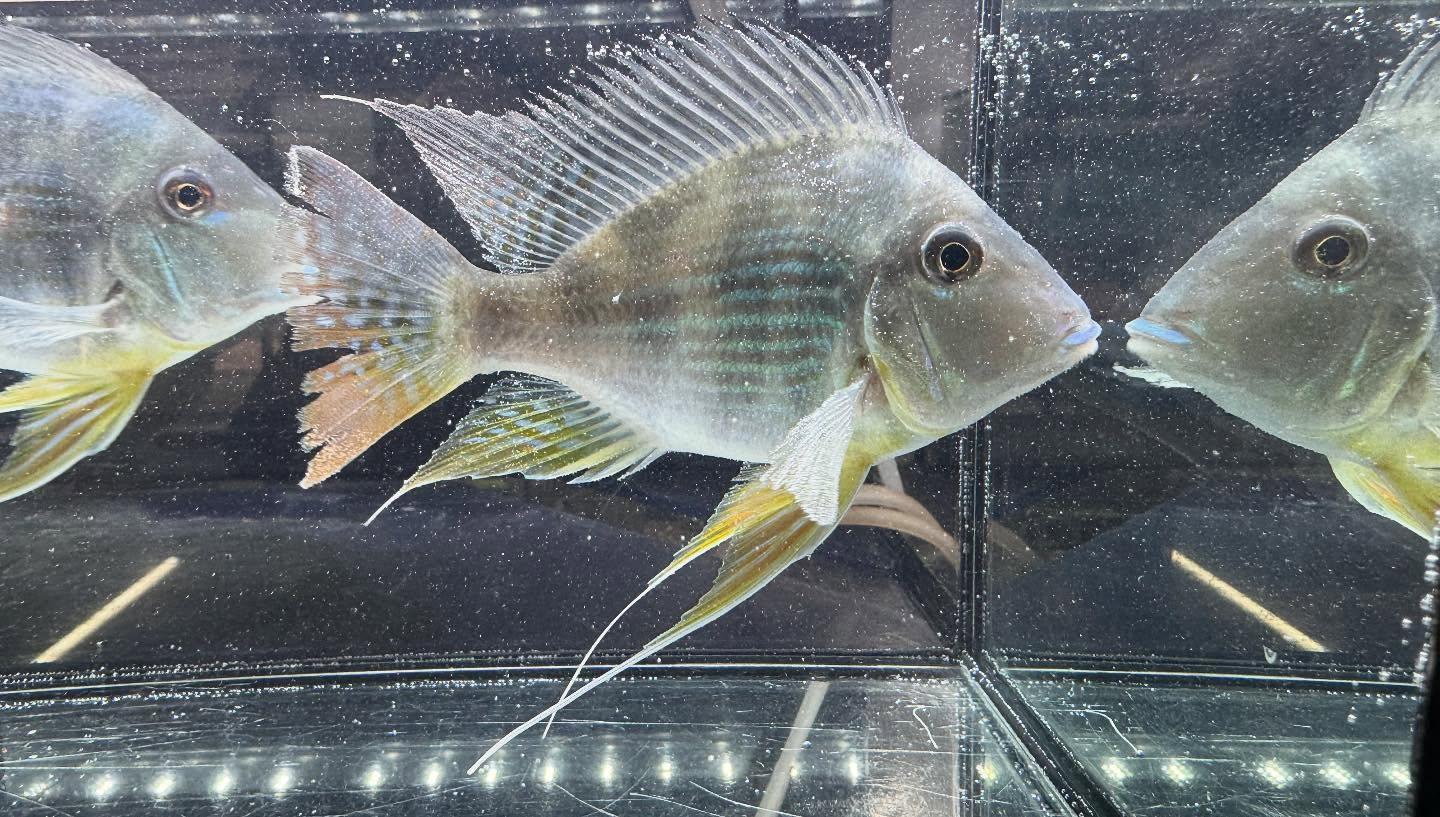 aquastyleg.base.shop/items/120...