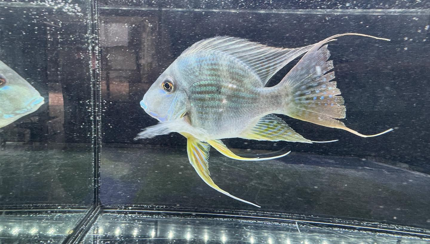 aquastyleg.base.shop/items/120...