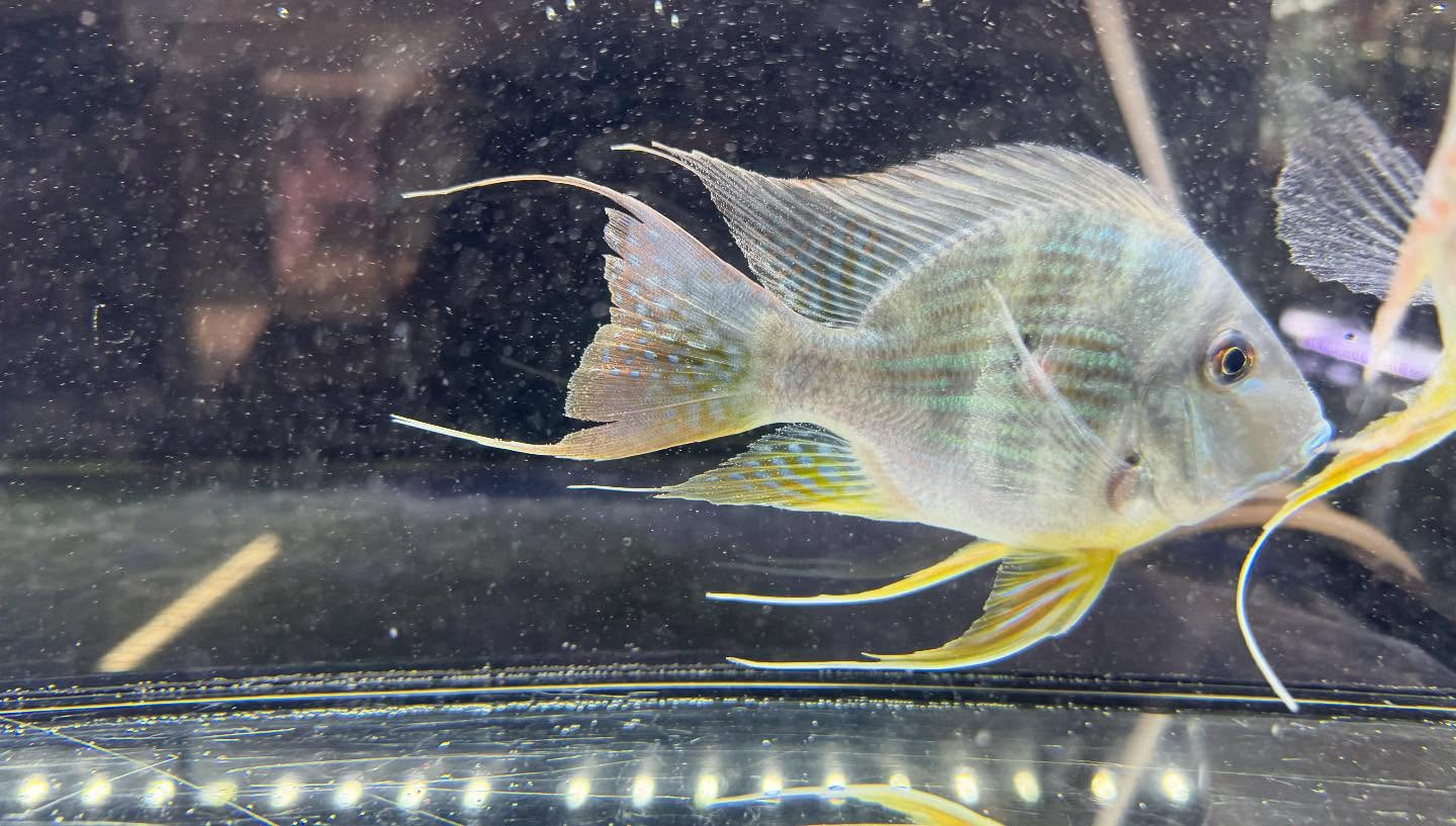 aquastyleg.base.shop/items/120...