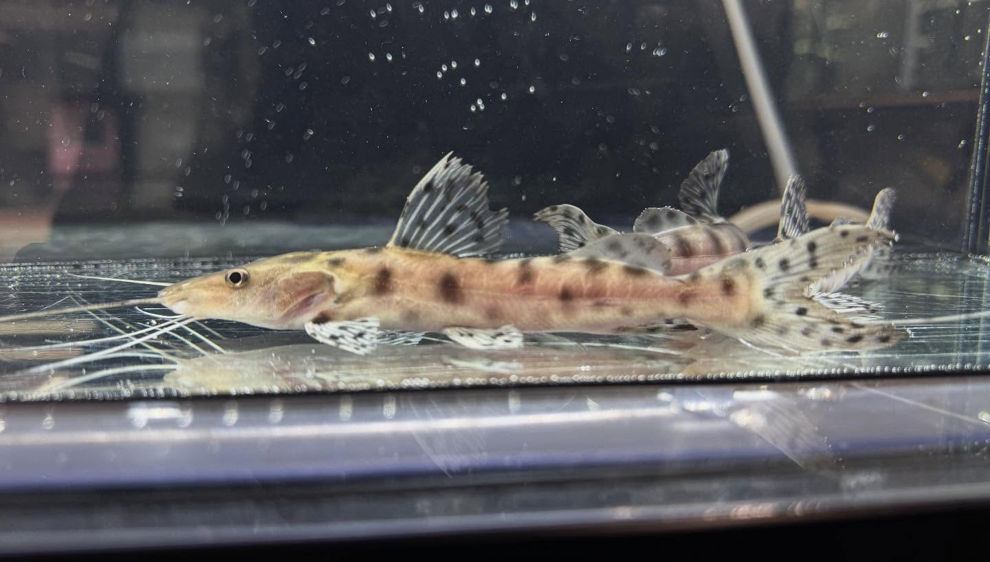 aquastyleg.base.shop/items/120...