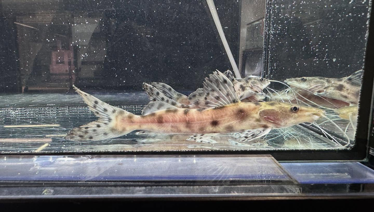 aquastyleg.base.shop/items/120...