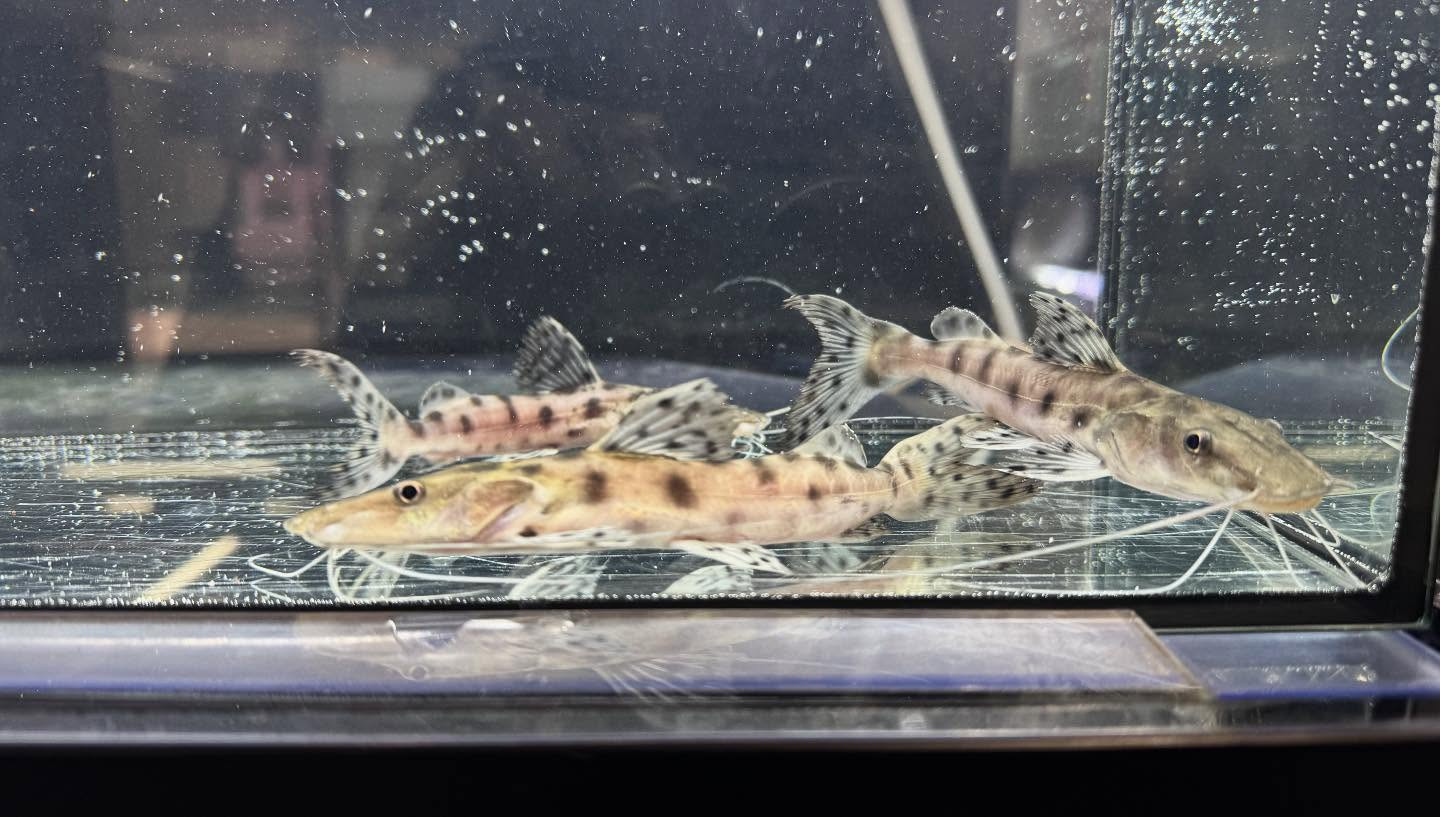 aquastyleg.base.shop/items/120...