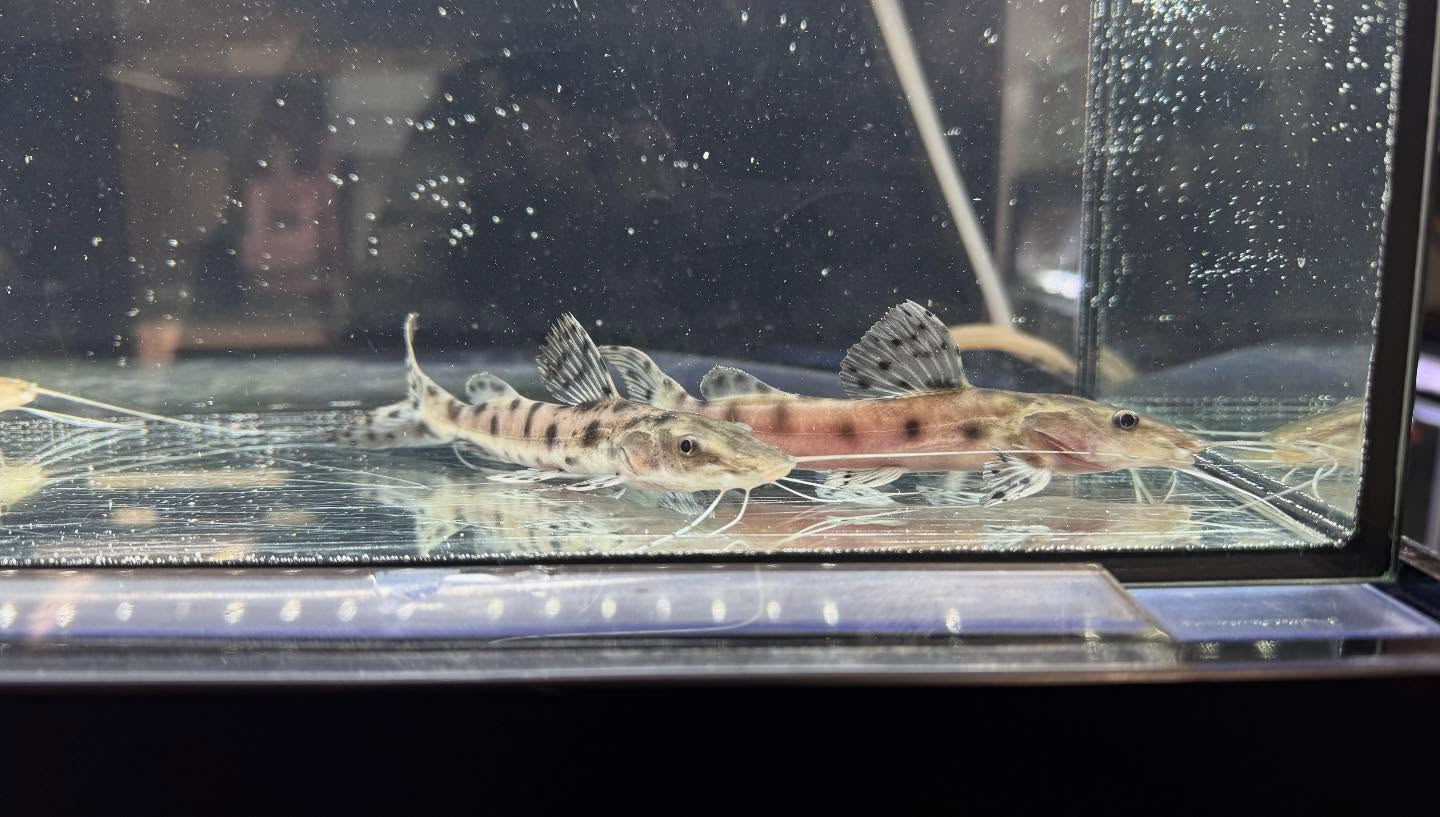 aquastyleg.base.shop/items/120...