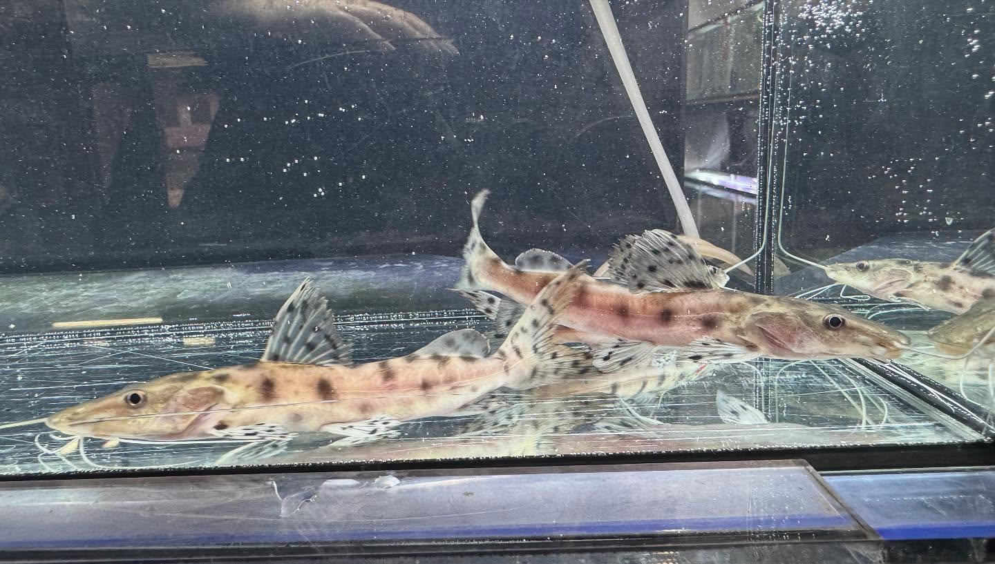 aquastyleg.base.shop/items/120...