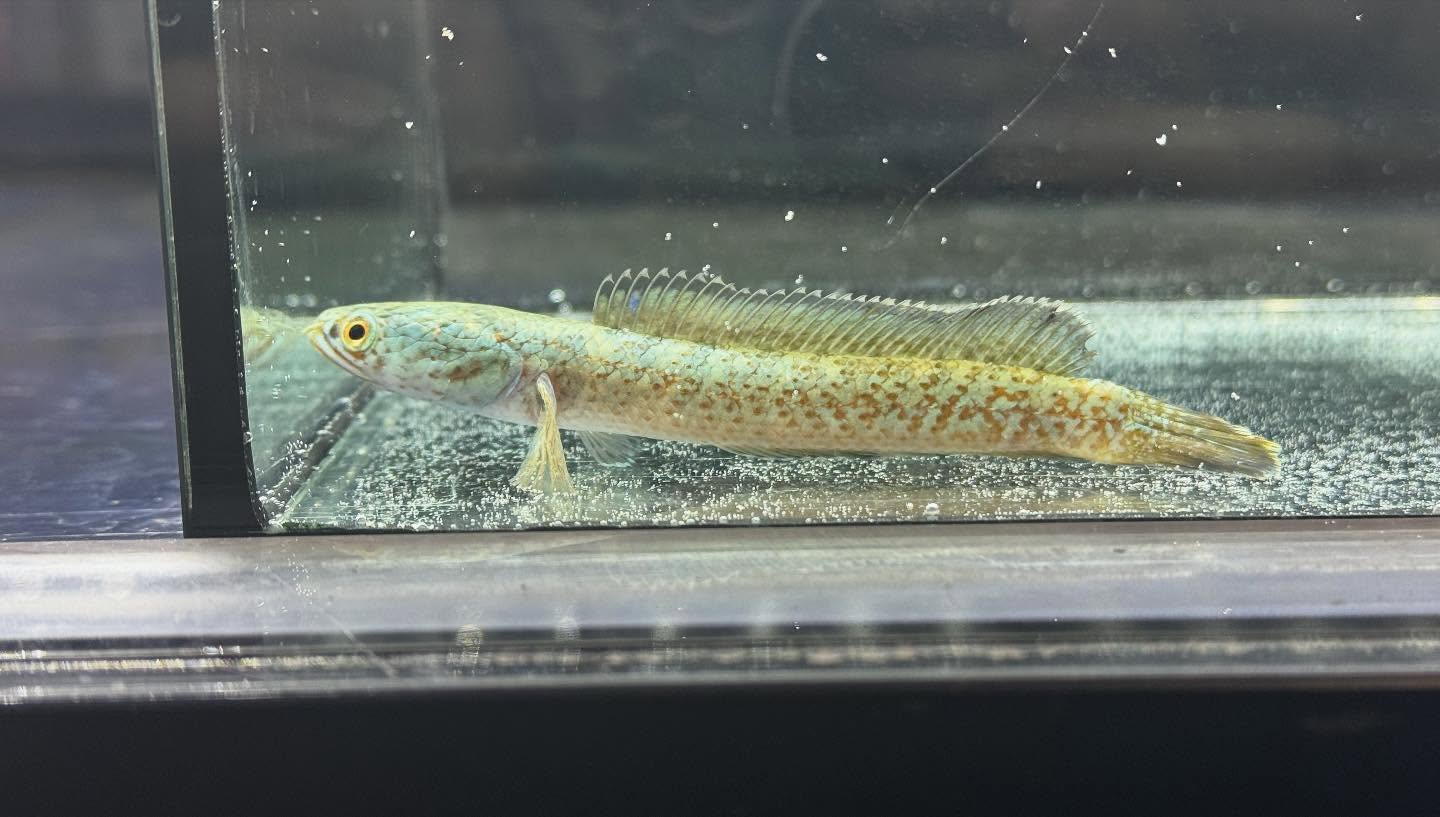 aquastyleg.base.shop/items/120...