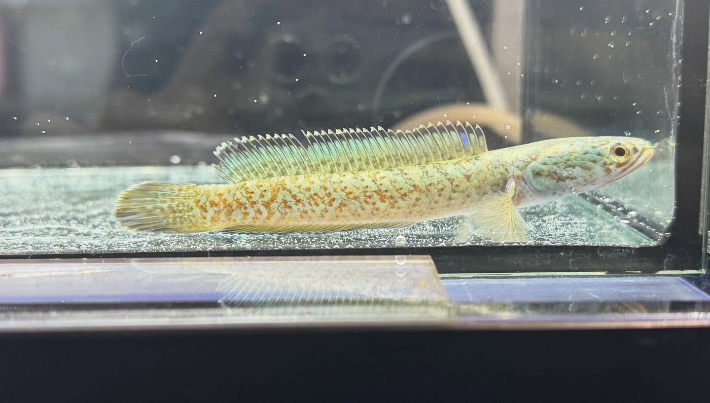 aquastyleg.base.shop/items/120...