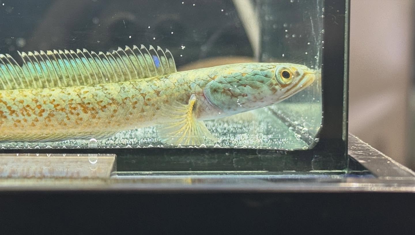 aquastyleg.base.shop/items/120...