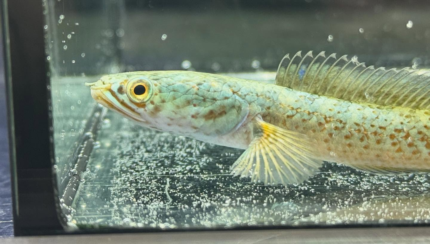 aquastyleg.base.shop/items/120...