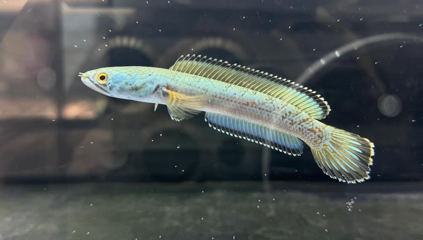 aquastyleg.base.shop/items/120...