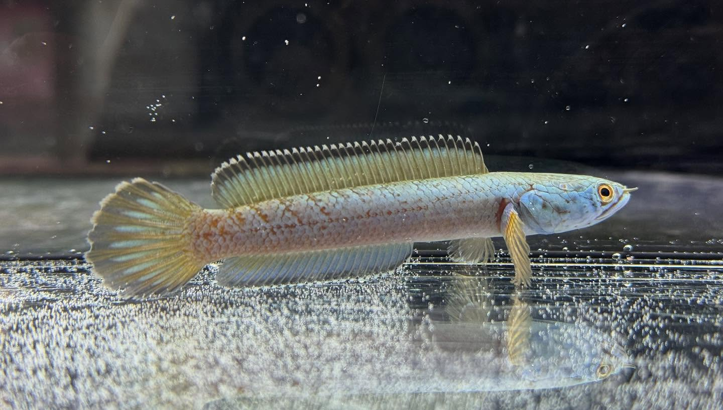 aquastyleg.base.shop/items/120...