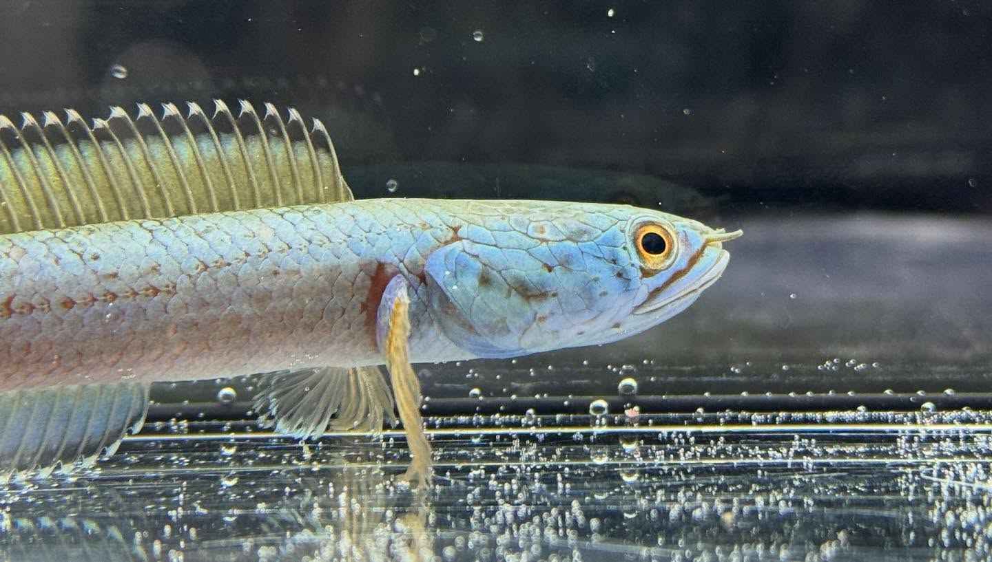 aquastyleg.base.shop/items/120...