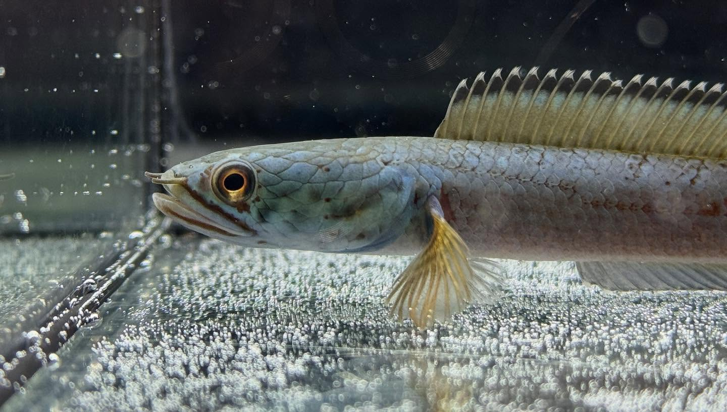 aquastyleg.base.shop/items/120...