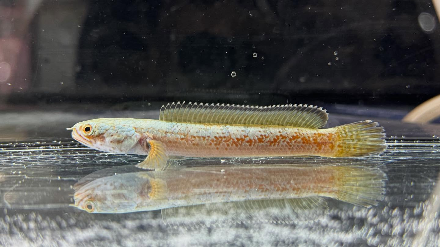 aquastyleg.base.shop/items/120...