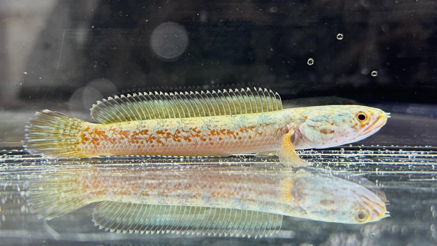 aquastyleg.base.shop/items/120...