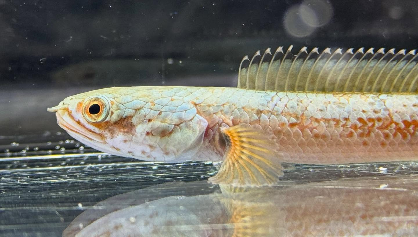 aquastyleg.base.shop/items/120...